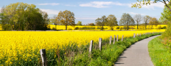 Fahrradweg in gelben Feld