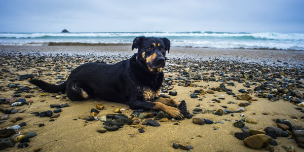 Tierisch guter Urlaub – Reisen mit Hund