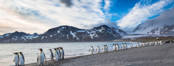 Falklandinseln Reise – Das abgelegene Archipel im Südatlantik entdecken