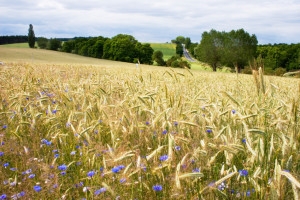 Sommer in Mecklenburg-Vorpommern